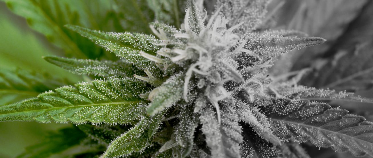 cannabis_2_1.2.1