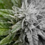 cannabis_2_1.2.1